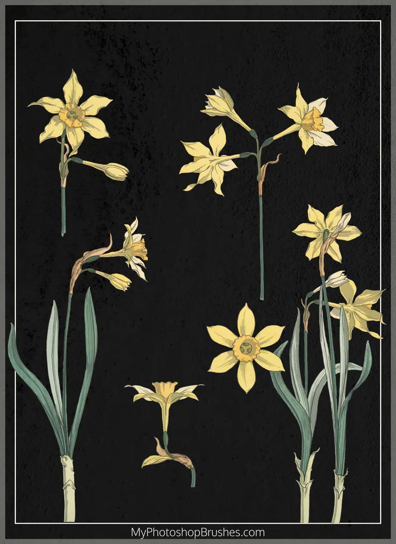 Narcissus Free PSD File