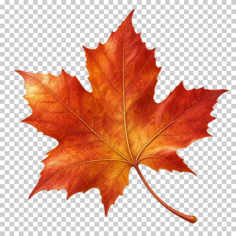 An orange-red maple leaf with pointed lobes, branching veins and a curved stem.