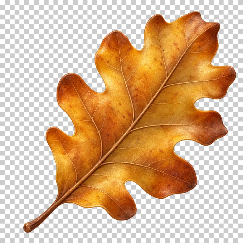 A golden oak leaf with rounded lobes, copper edges and a short curved stem.