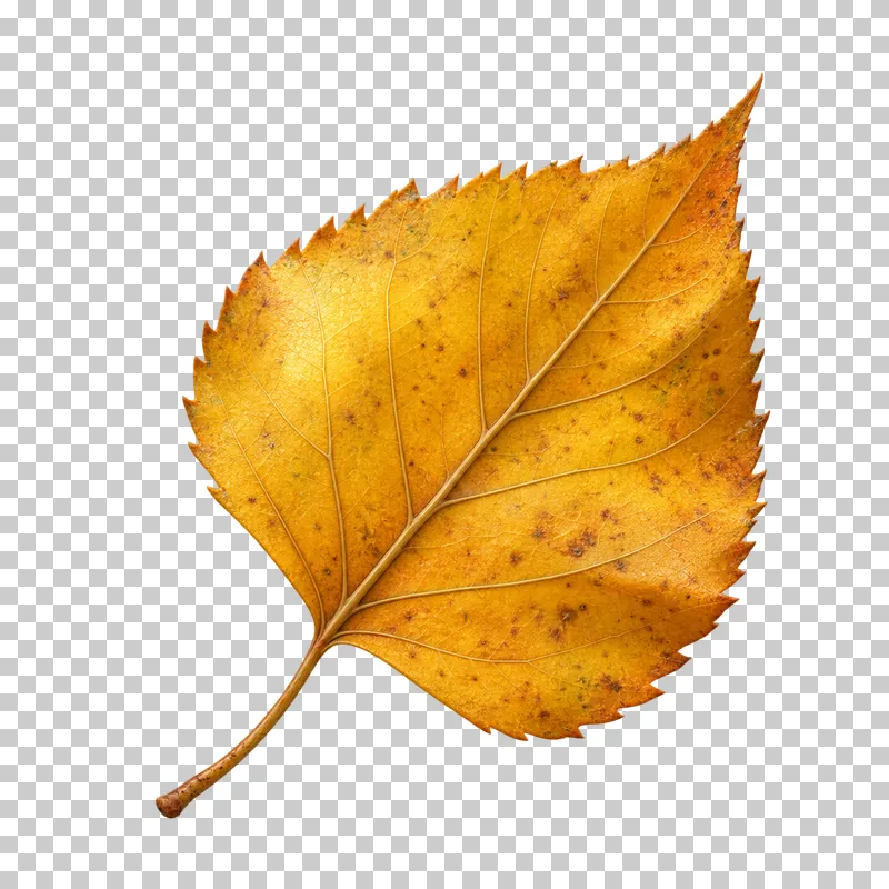 A yellow birch leaf with a pointed tip, serrated edges and small brown speckles.