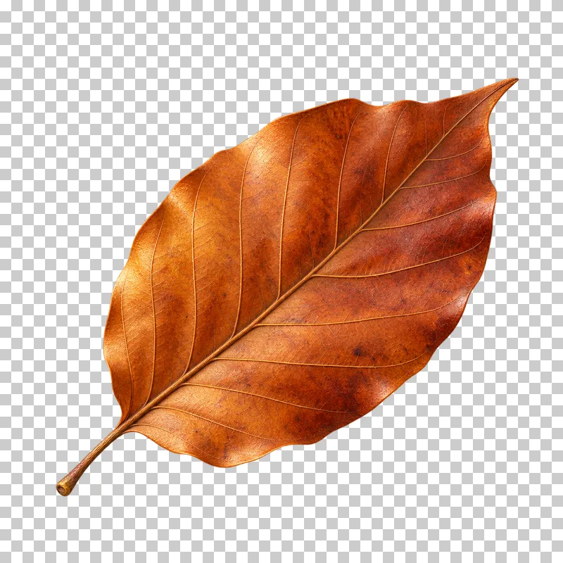 A copper beech leaf with gently curled edges, fine veins and a slender stem.