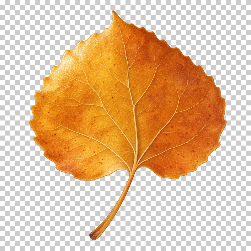 An amber aspen leaf with a rounded blade, shallow scalloped edges and a long stem.