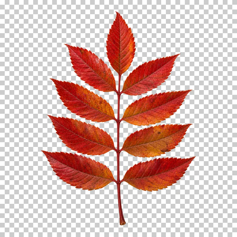 A red rowan compound leaf with paired serrated leaflets along one slender stem.