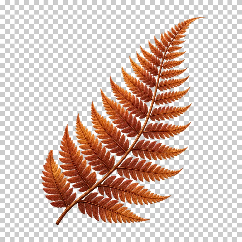A rust-colored fern frond with fine divided leaflets and a gently curved central stem.
