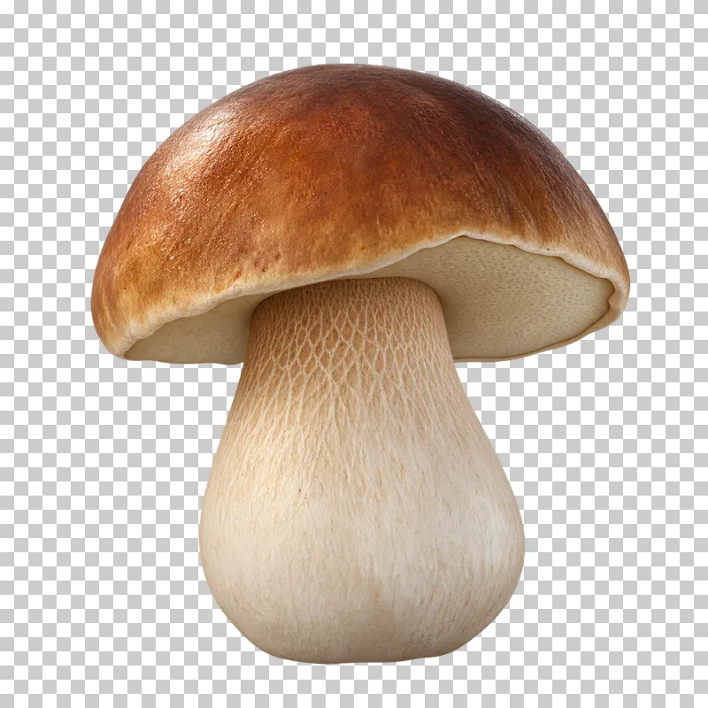 A chestnut-brown porcini mushroom with a cream porous underside and a thick ivory stem.