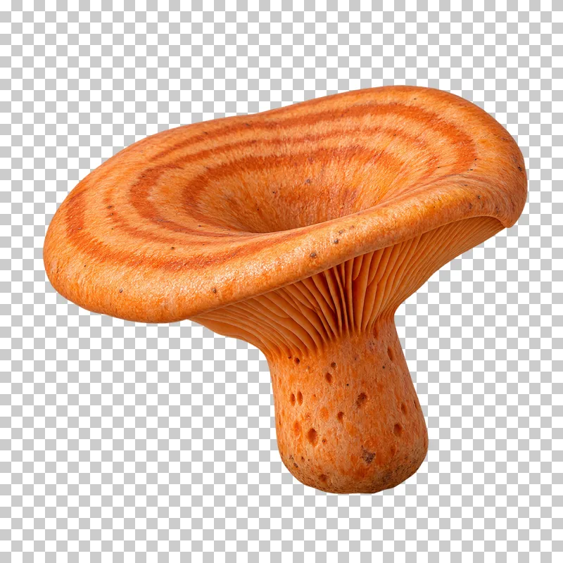An orange saffron milk cap with concentric cap rings, orange gills and a short stem.