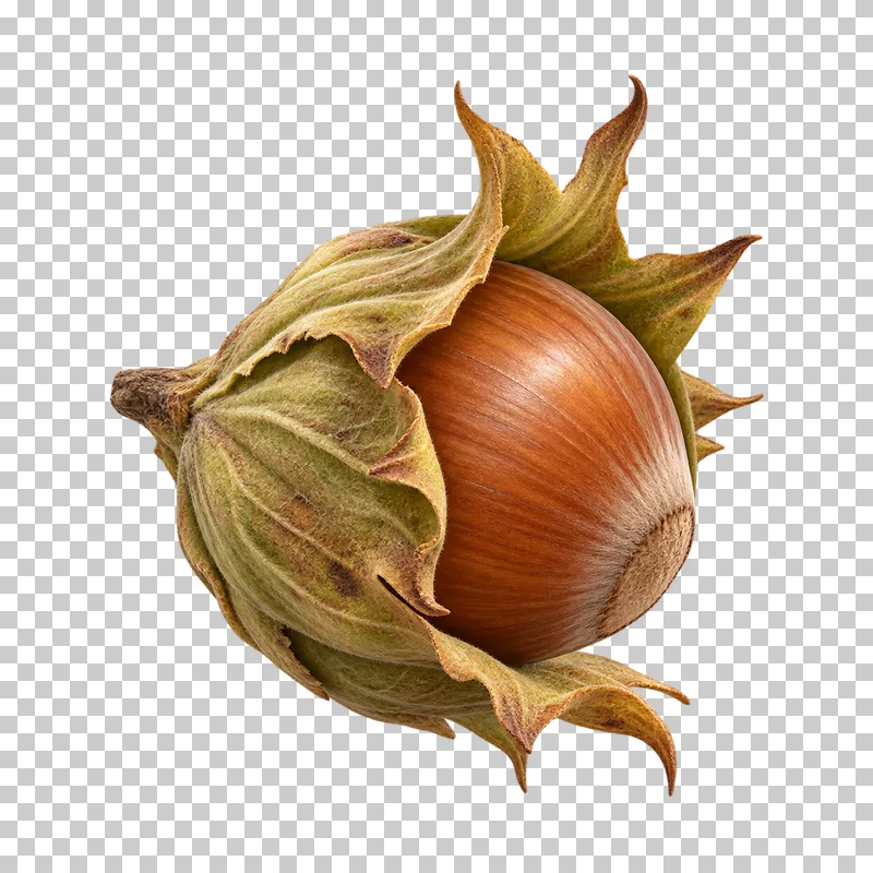 A tawny hazelnut partly wrapped in a dry olive-brown leafy husk.