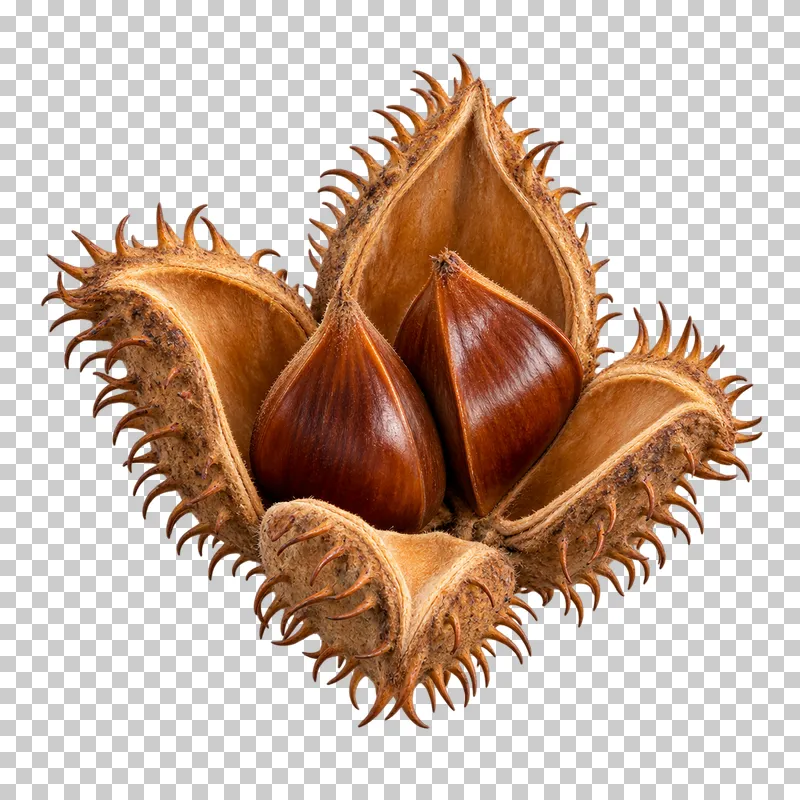 An open beech seed cup with four spiny brown valves and two pointed brown beechnuts.