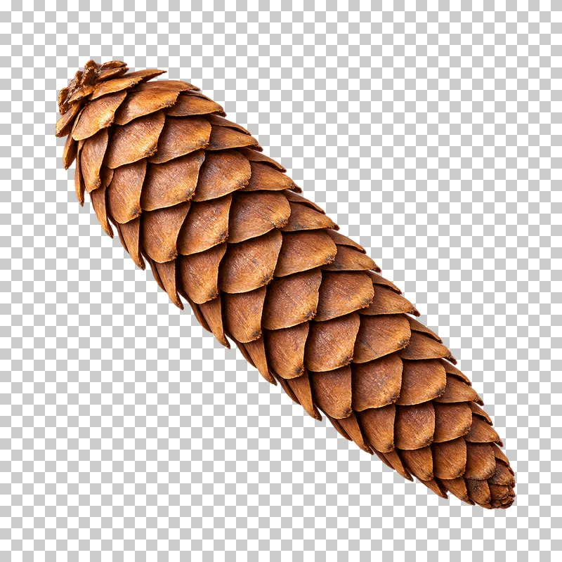 A long tapered spruce cone with overlapping thin brown scales.