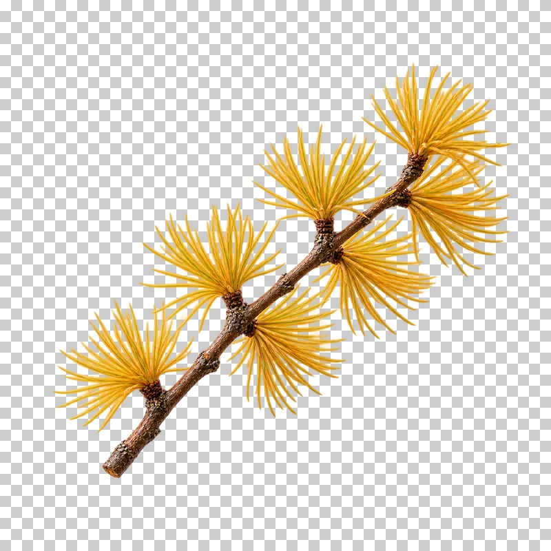 A small woody larch twig with separate tufts of fine golden autumn needles.