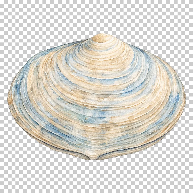 A watercolor clam shell with curved growth lines and a softly shaded surface.