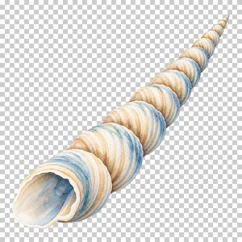 A slender watercolor auger shell with a long tapered spiral.