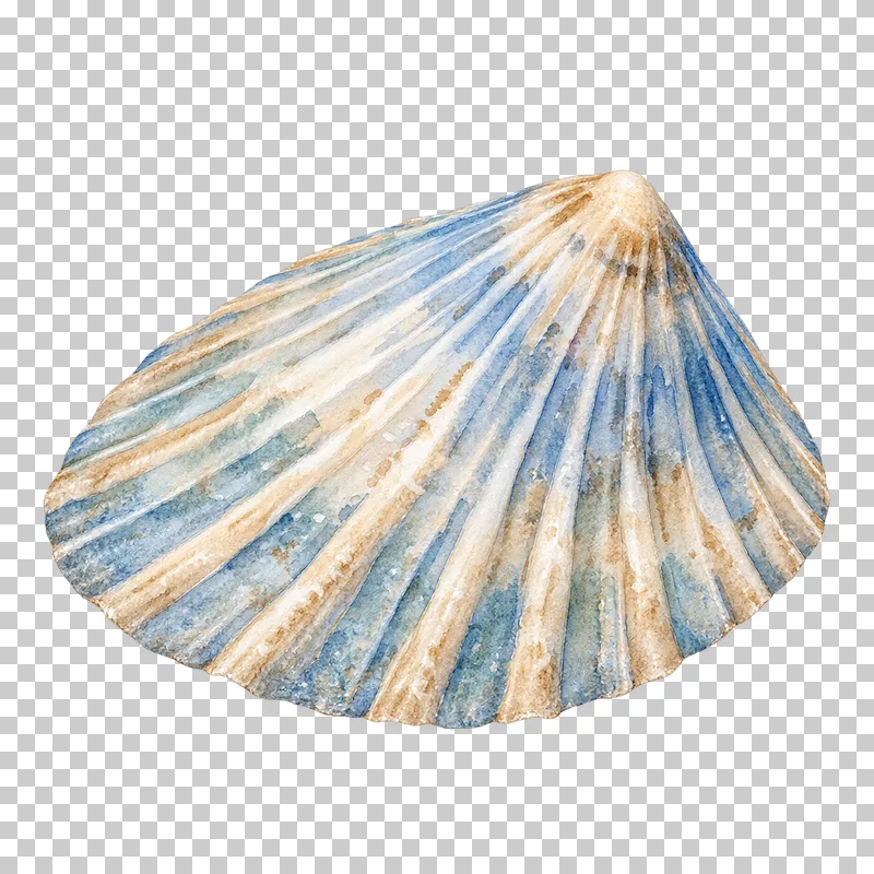 A watercolor limpet shell with a low conical shape and radiating ridges.