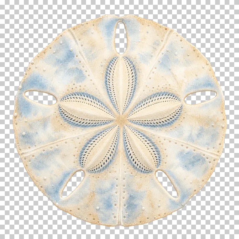 A round watercolor sand dollar with a five-petal pattern.