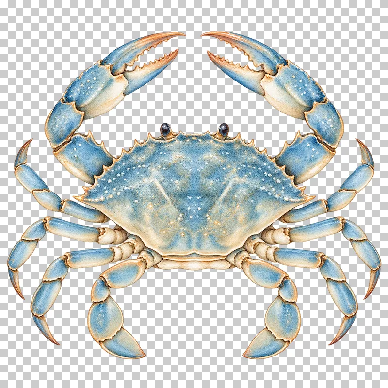 A watercolor crab with raised claws and splayed legs.