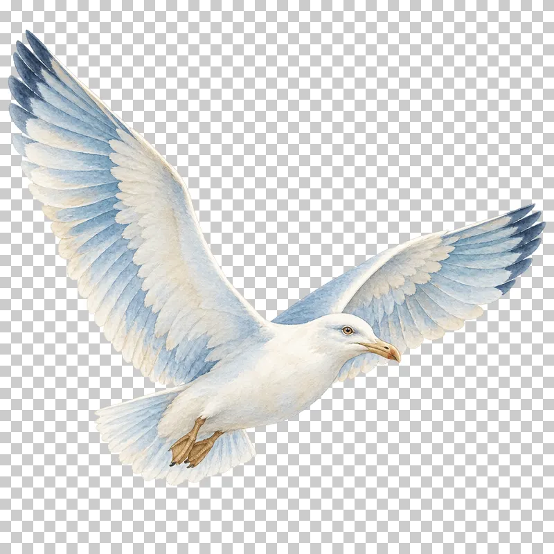 A watercolor seagull in flight with fully spread wings.