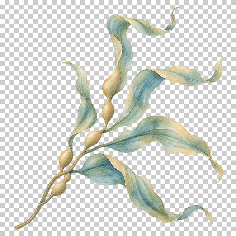 A watercolor kelp frond with long flowing blades.