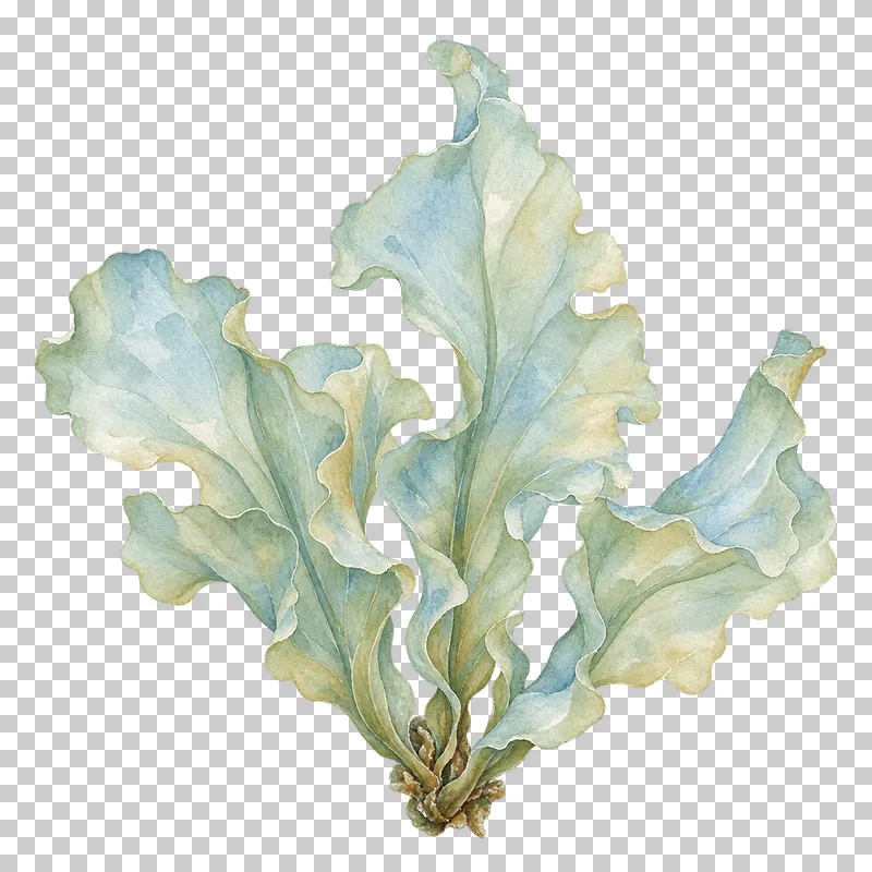 A watercolor sea lettuce with softly folded translucent green-blue leaves.