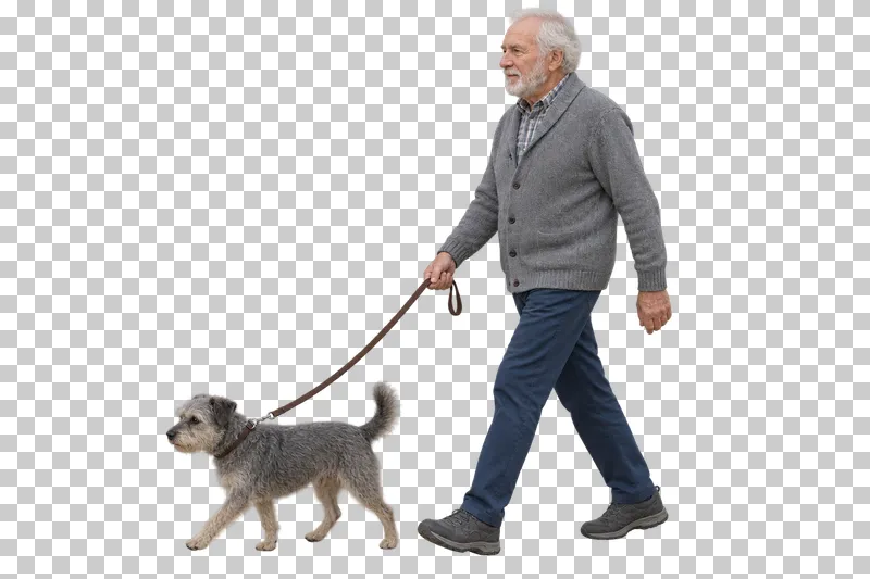 A senior man in a gray cardigan walking a small wiry gray dog on a brown leash.