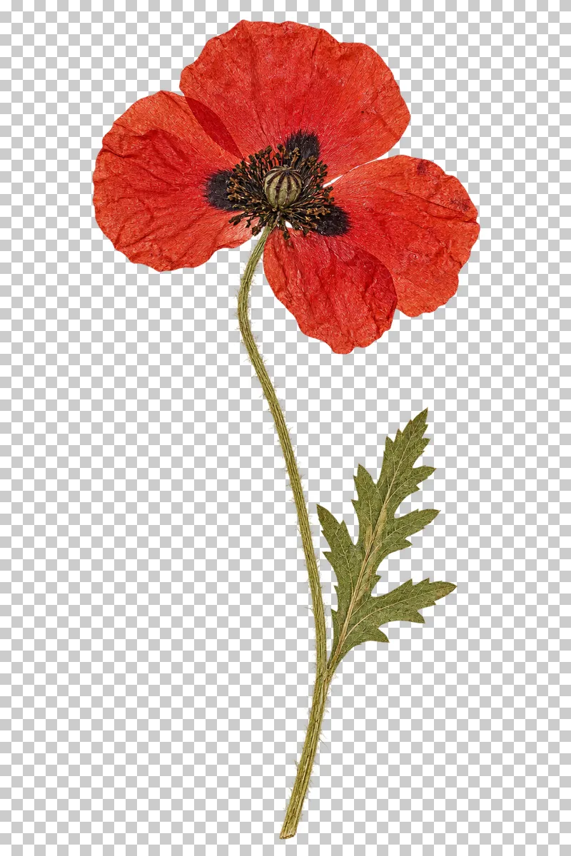 A pressed scarlet field poppy with crinkled petals, dark basal marks, a curved hairy stem and a lobed green leaf.