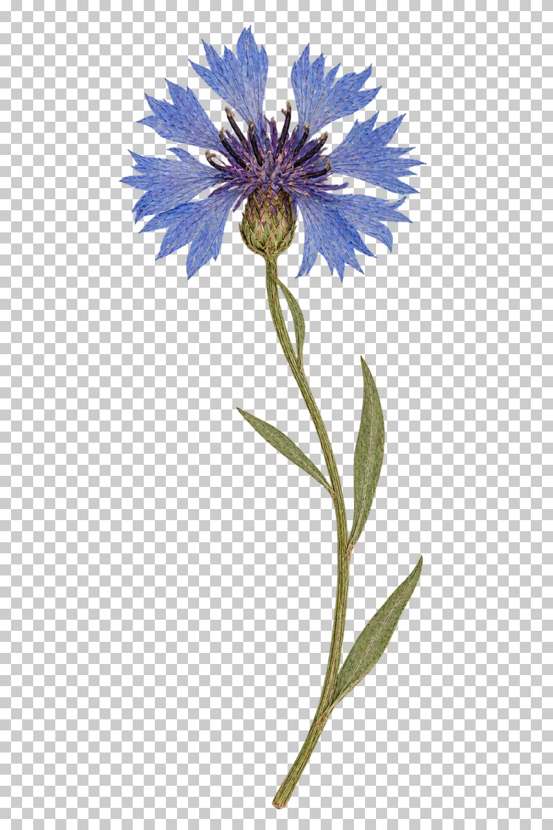 A pressed blue cornflower with fringed florets, a purple center and narrow grey-green leaves along a curved stem.