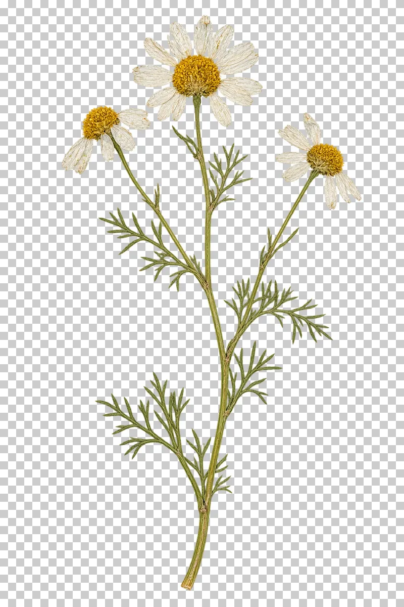 A pressed chamomile sprig with three white and yellow flower heads, branching stems and feathery green leaves.