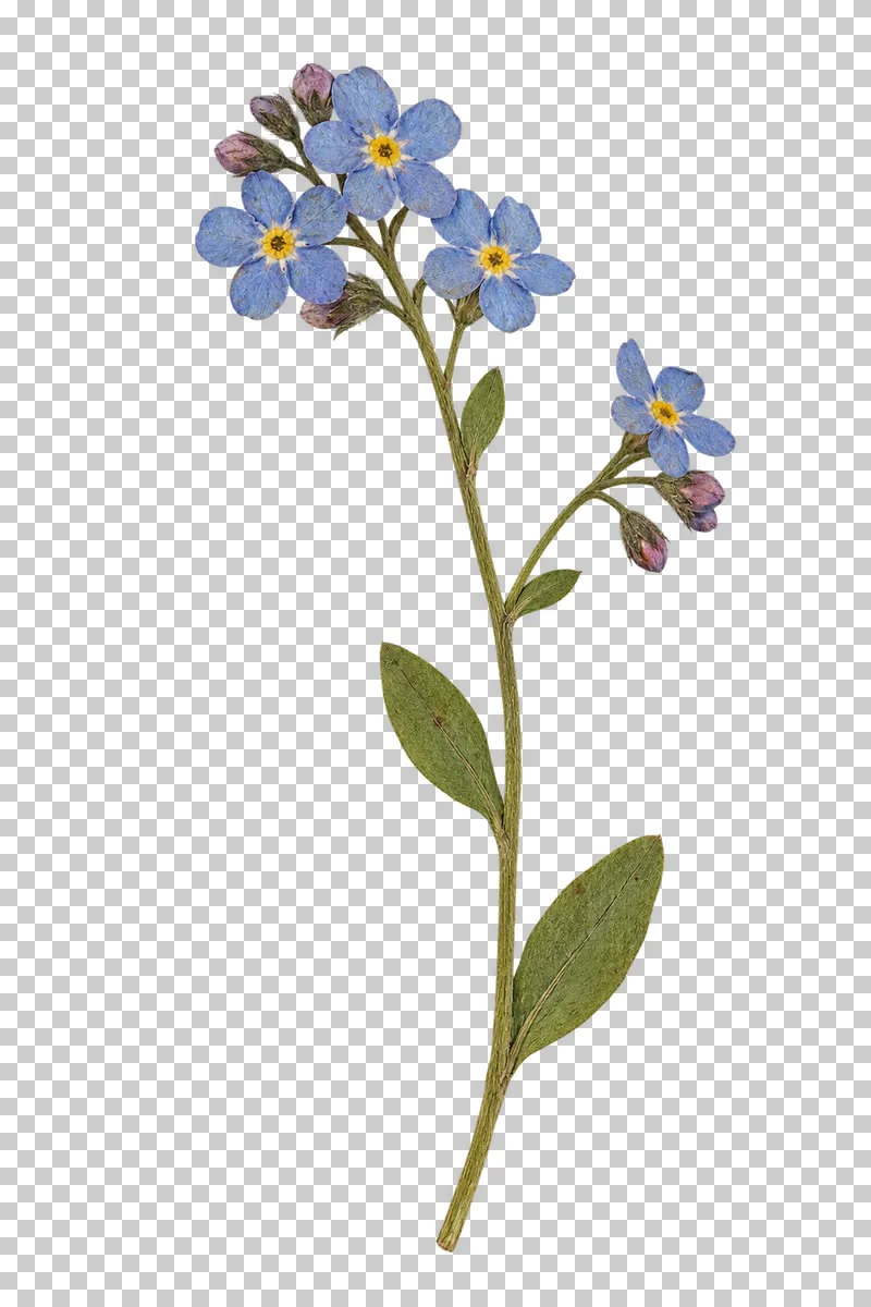 A pressed forget-me-not sprig with small blue flowers, yellow eyes, pink buds and oval green leaves.