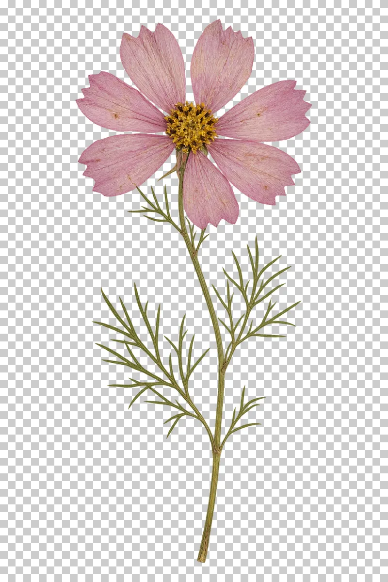 A pressed pale pink cosmos flower with notched petals, a yellow center and fine threadlike foliage on a long stem.