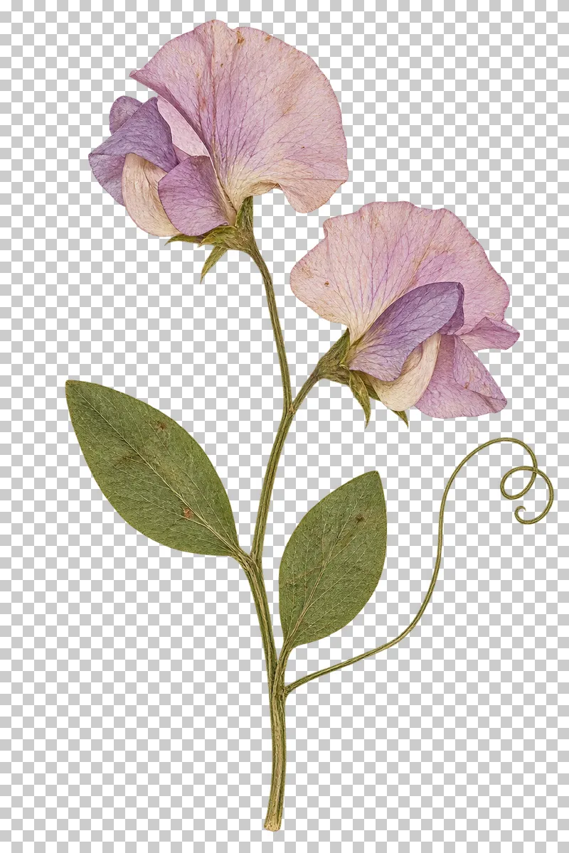 A pressed sweet pea stem with two pink and lilac flowers, oval leaflets and a long curling tendril.