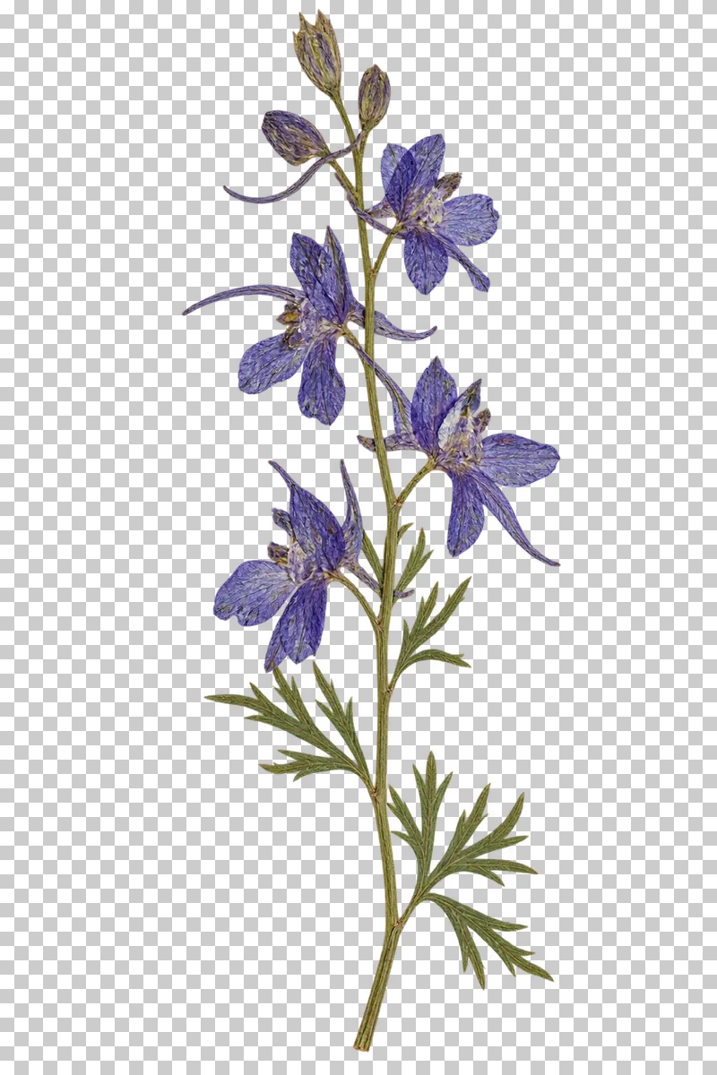 A pressed larkspur stem with violet-blue spurred flowers, unopened buds and finely divided green leaves.