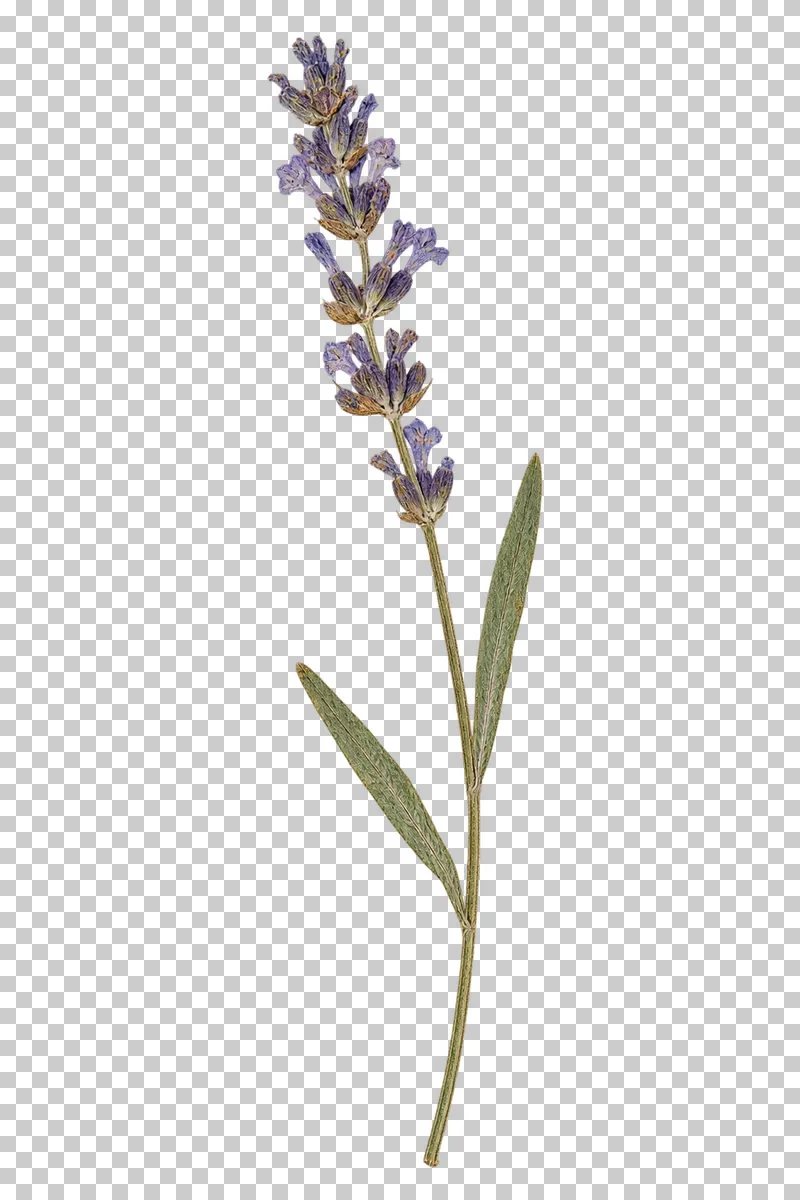 A pressed lavender stem with small purple flower clusters and two narrow grey-green leaves.