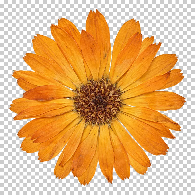 A pressed calendula flower head with layered orange petals and a small brown center.