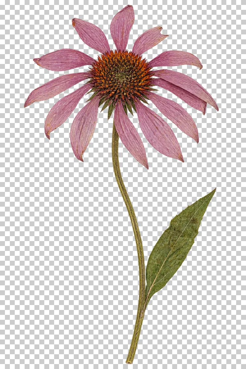 A pressed echinacea flower with separated pink petals, an orange-brown center and a lance-shaped leaf on a curved stem.