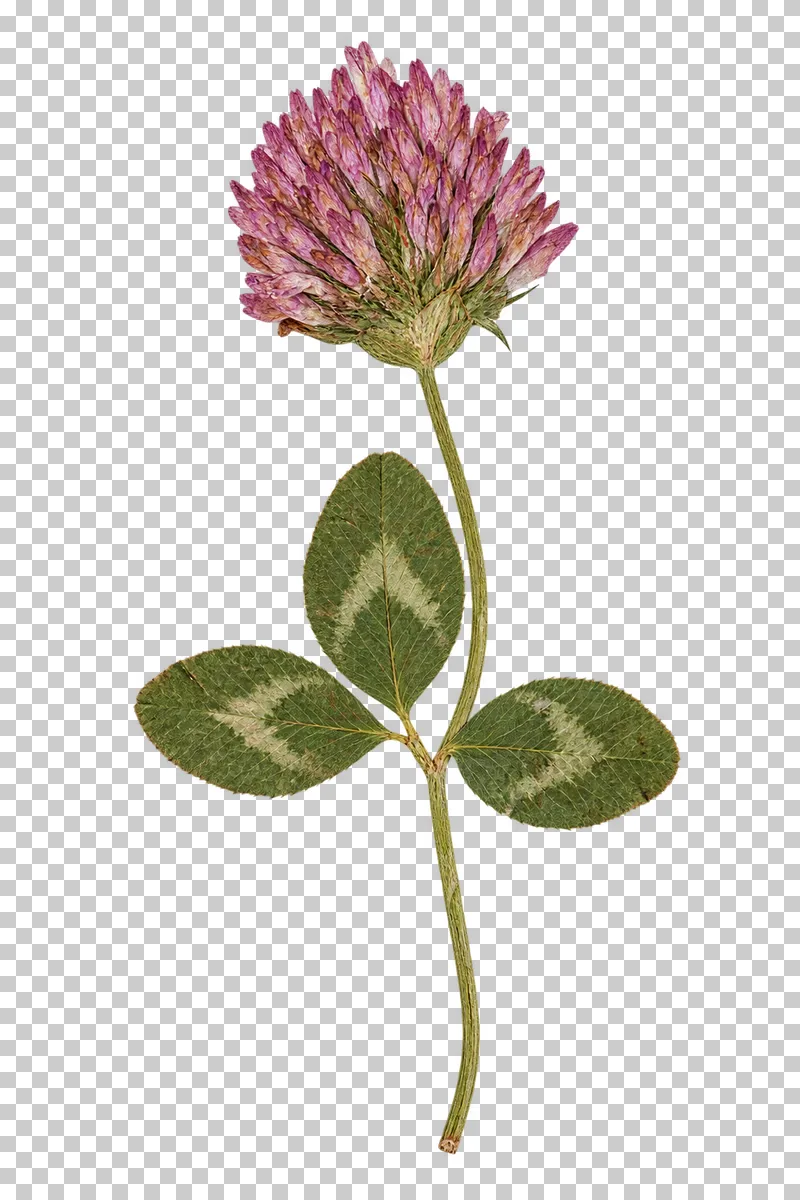 A pressed red clover stem with a pink flower head and three green leaflets bearing pale crescent markings.