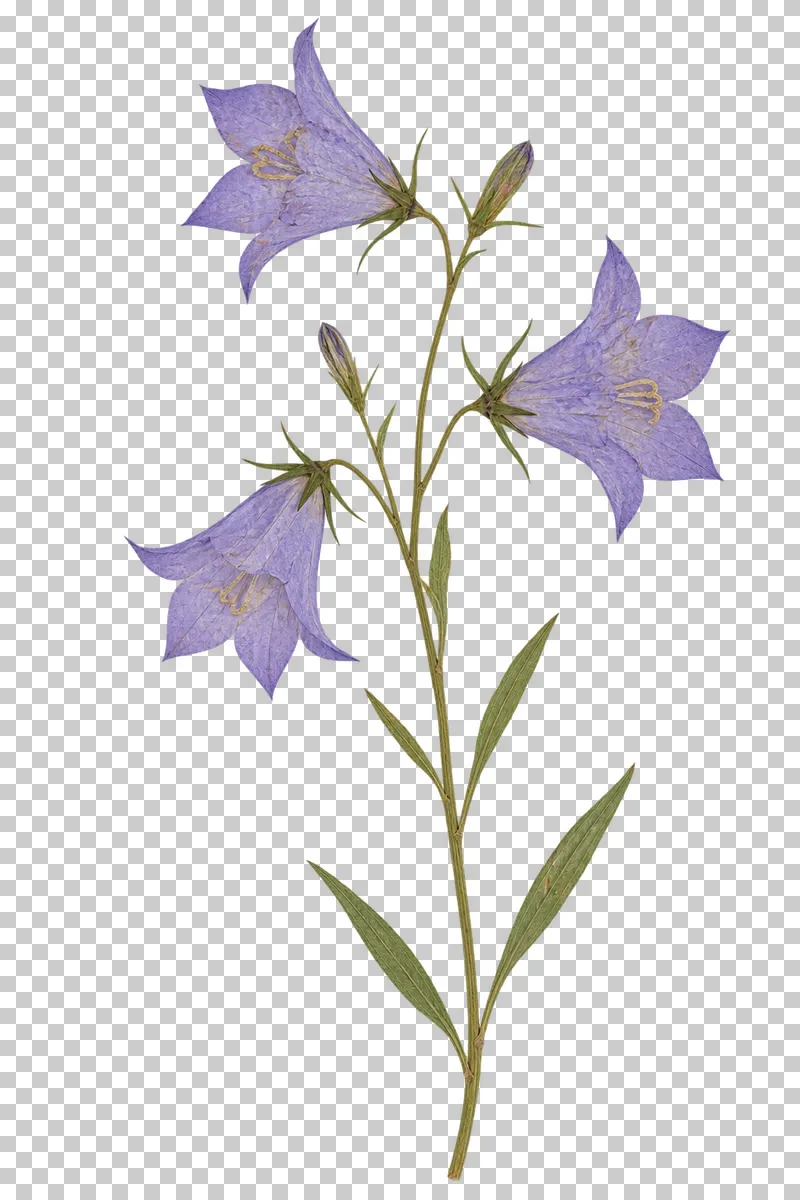 A pressed bellflower stem with three pale purple bell-shaped flowers, small buds and narrow green leaves.