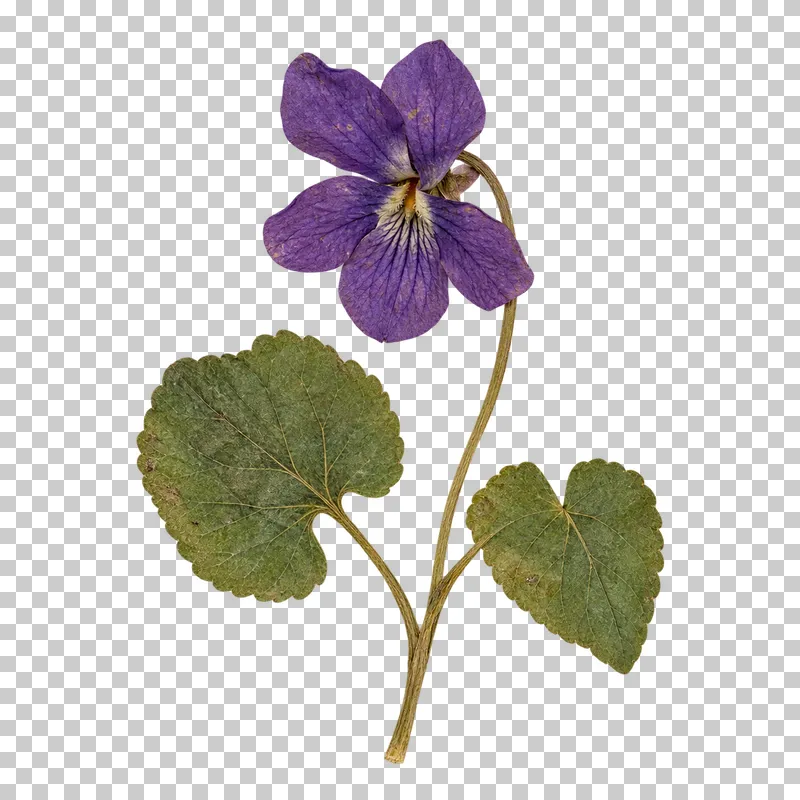 A pressed purple sweet violet with dark petal veins, a pale throat and two heart-shaped green leaves.