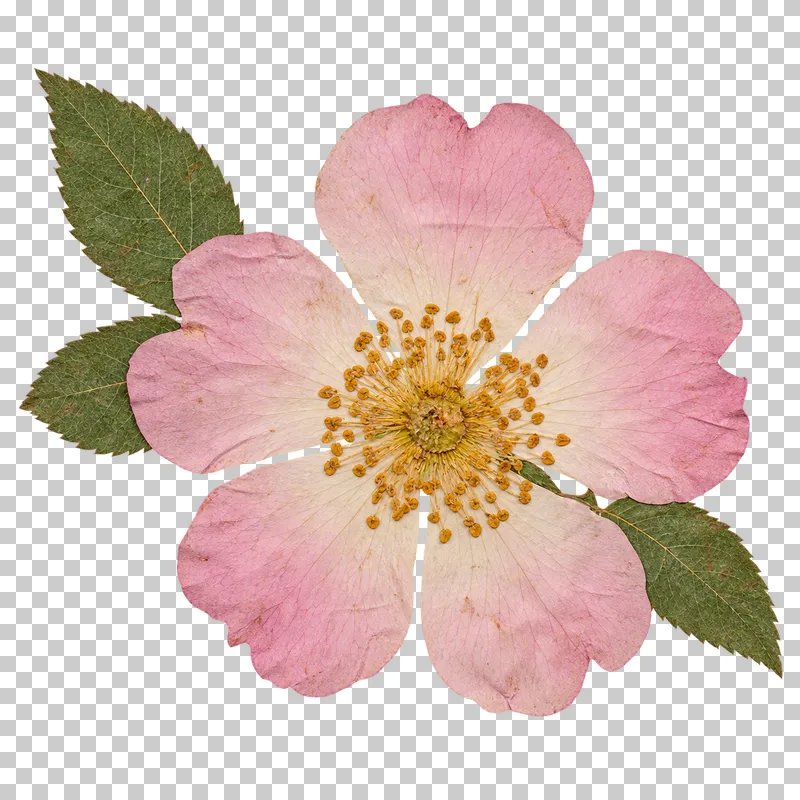 A pressed wild rose with five pale blush petals, golden stamens and three serrated green leaves.