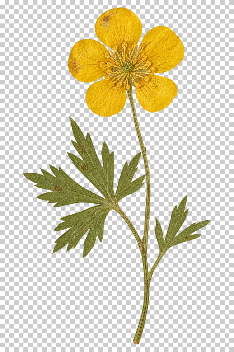 A pressed golden-yellow buttercup with five rounded petals and deeply divided leaves on a slender stem.