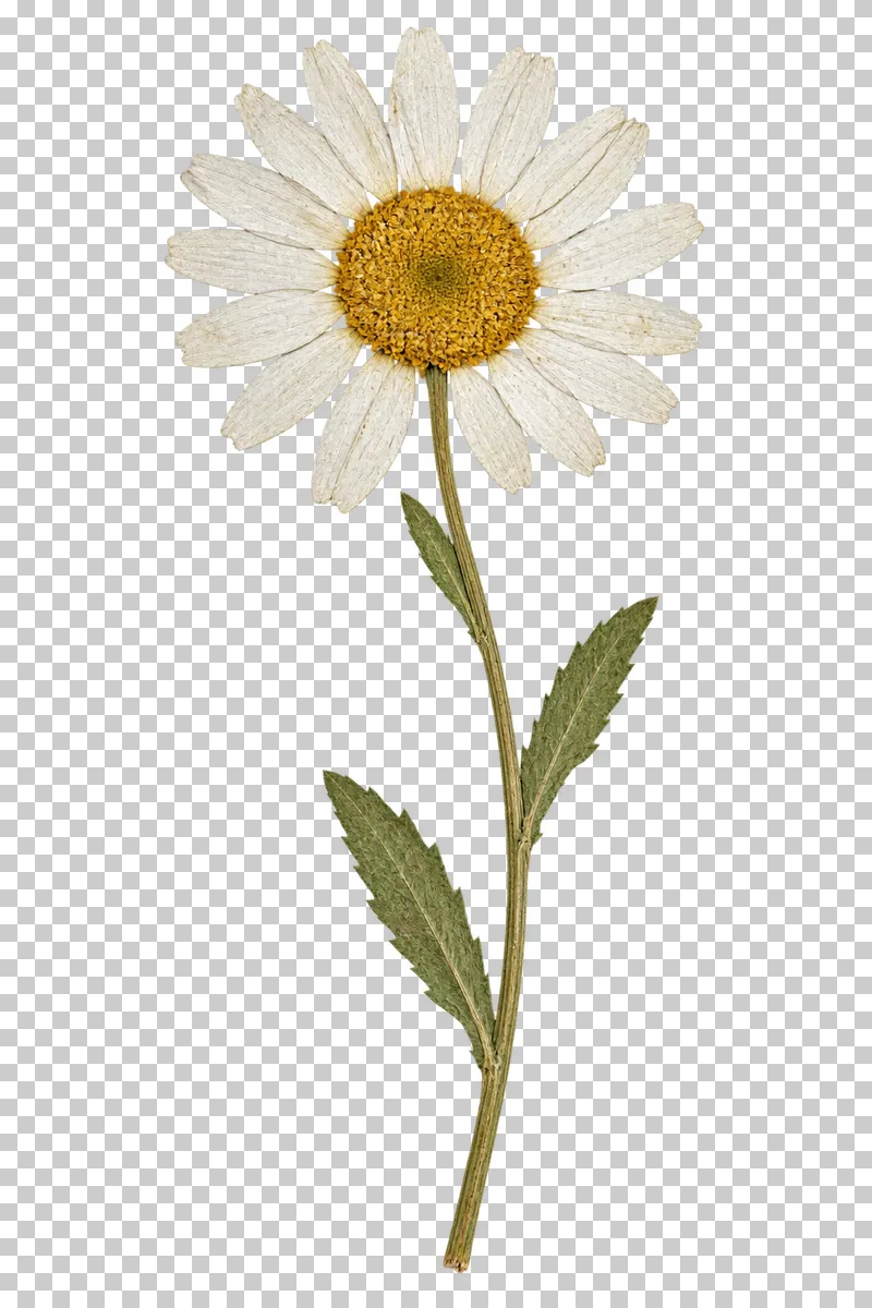 A pressed oxeye daisy with white petals, a yellow center and narrow toothed leaves along a long stem.