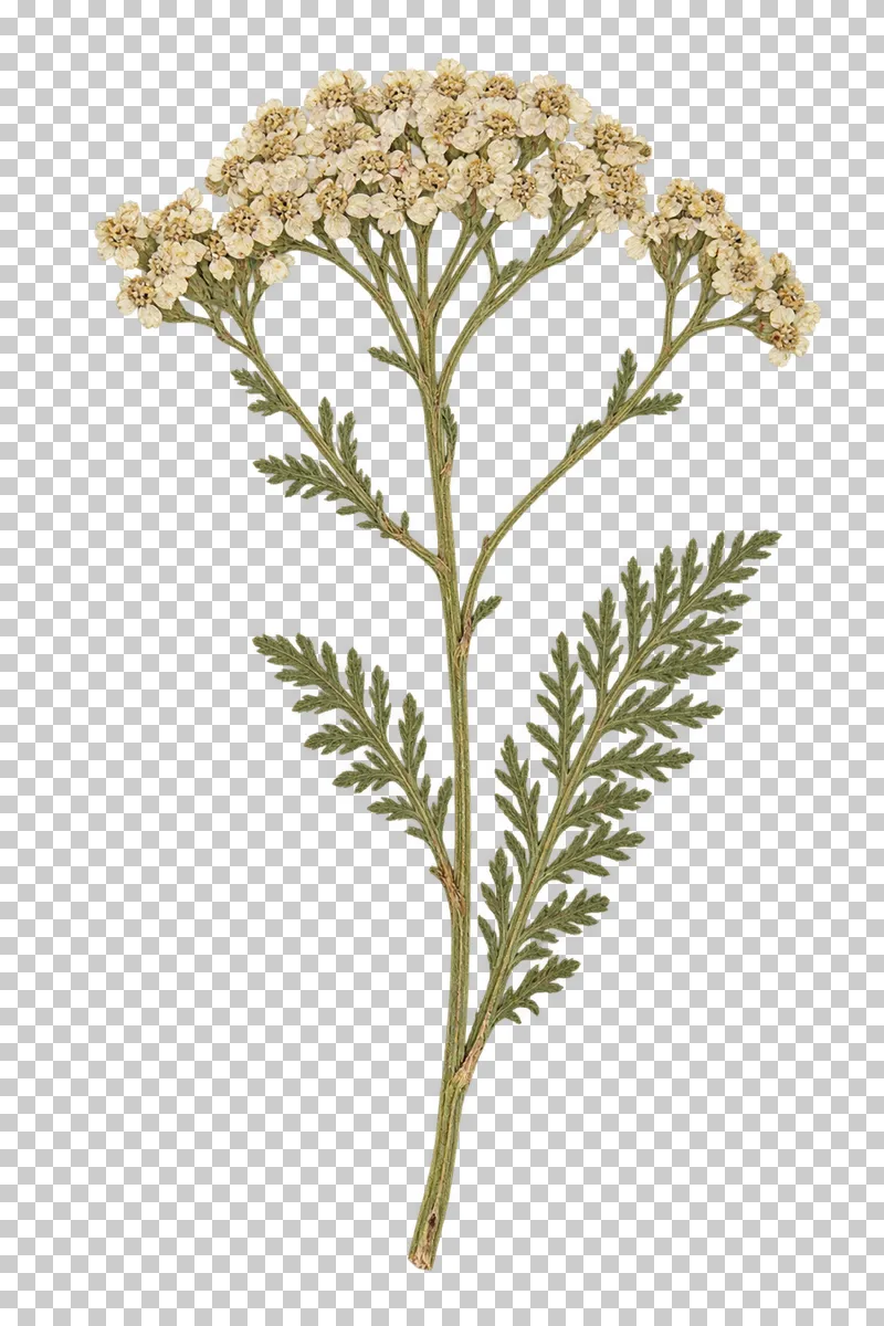 A pressed yarrow sprig with a broad cluster of tiny ivory flowers and feathery green leaves.