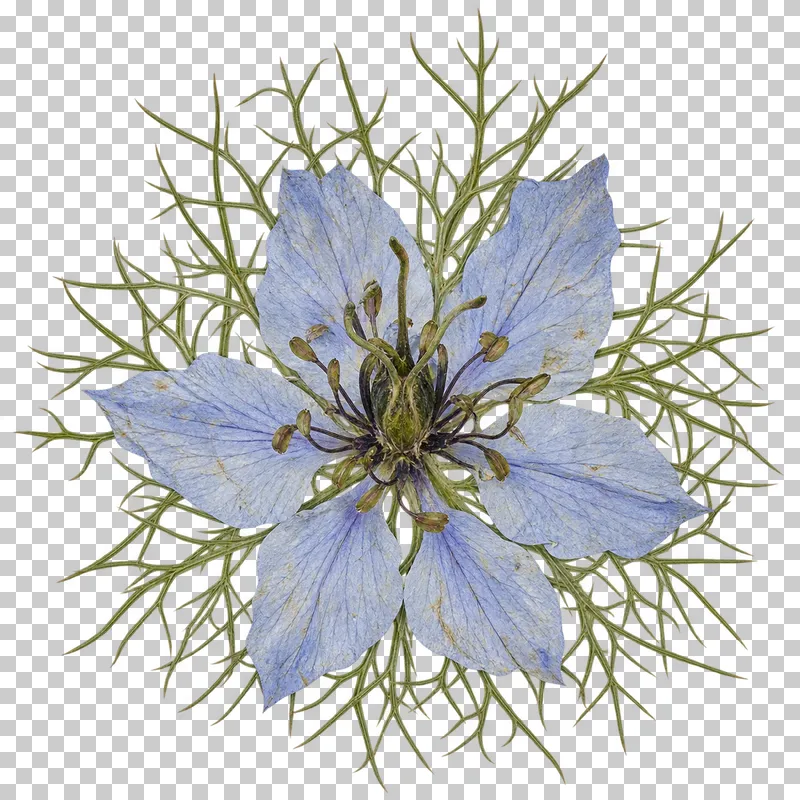A pressed pale blue love-in-a-mist flower with dark central pistils surrounded by fine threadlike green bracts.