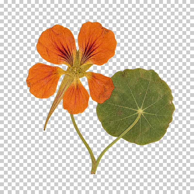 A pressed orange nasturtium with five veined petals, a long spur and a round green leaf with radiating veins.