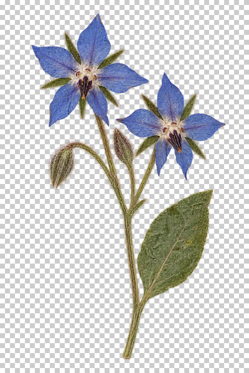 A pressed borage sprig with two blue star-shaped flowers, dark central anthers, buds and a textured oval leaf.