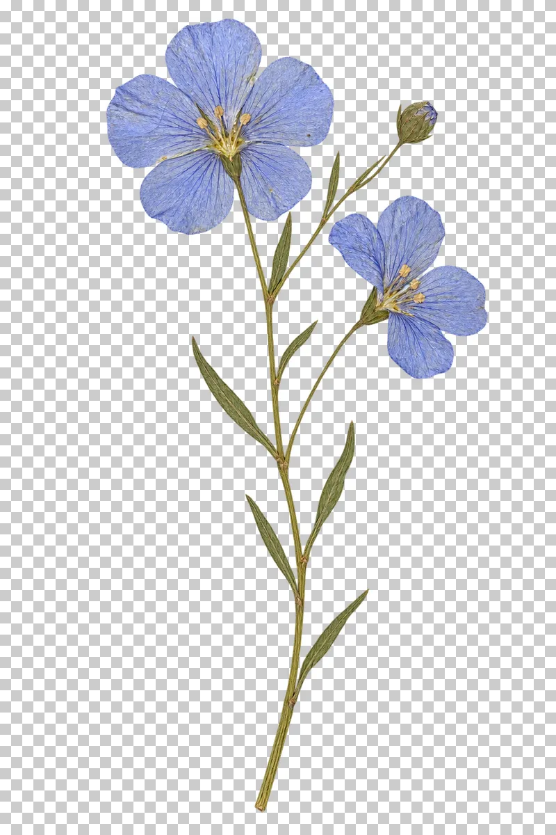 A pressed flax stem with two pale blue flowers, fine dark petal veins, a round bud and narrow leaves.