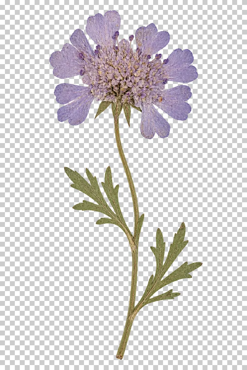 A pressed lilac scabiosa flower with tiny central florets, scalloped outer petals and divided green leaves on a slender stem.