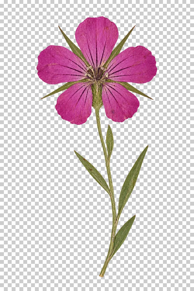 A pressed magenta corn cockle with five lined petals, long green calyx teeth and narrow leaves along its stem.