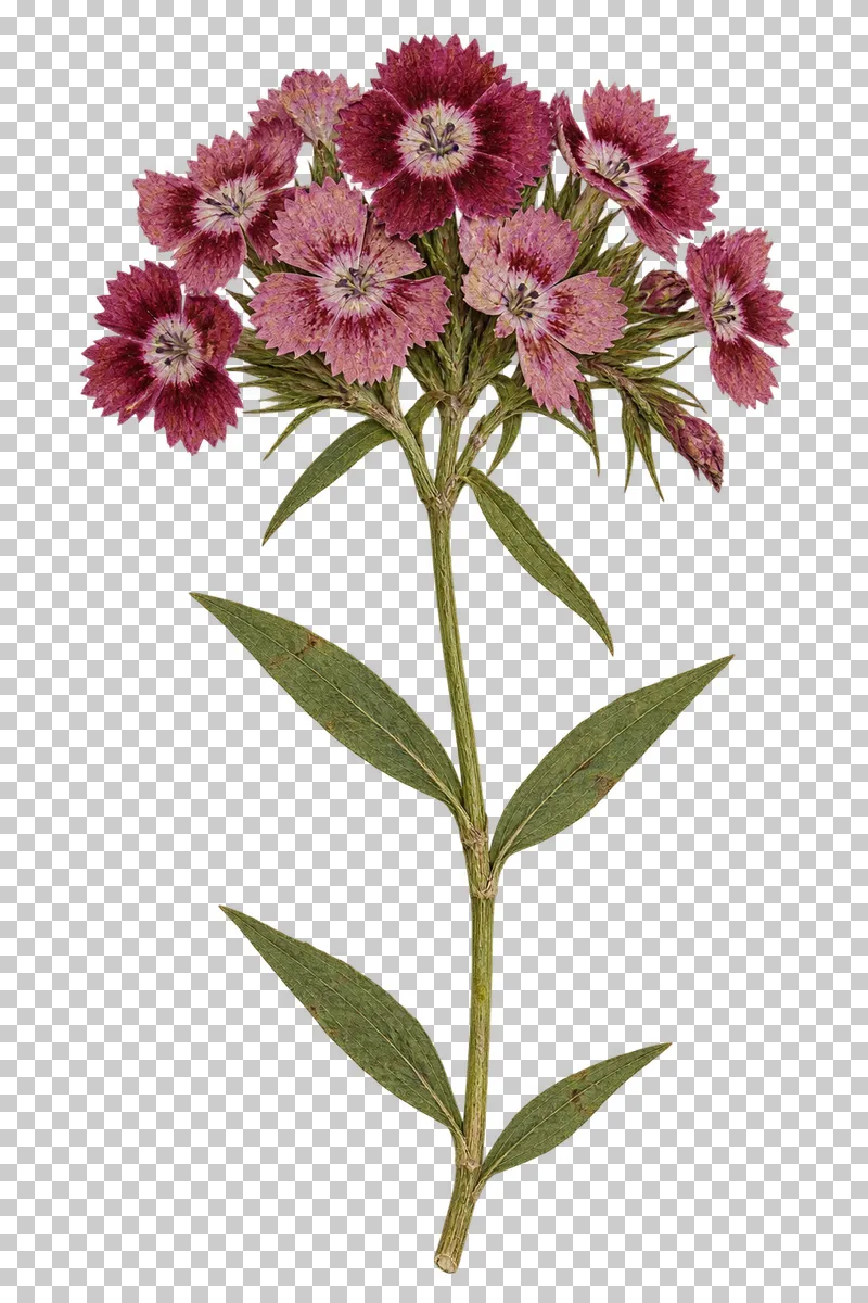 A pressed sweet William sprig with clustered dusty pink and burgundy flowers, serrated petals and narrow green leaves.