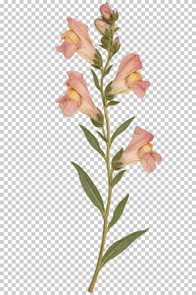 A pressed snapdragon stem with peach-pink two-lipped flowers, yellow throats, small buds and narrow leaves.