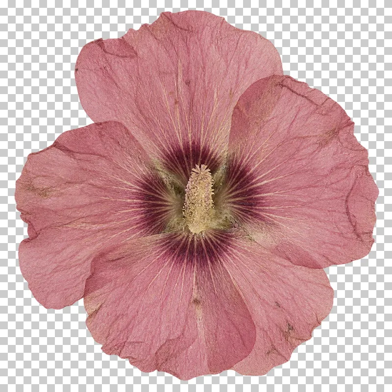 A pressed dusty rose hollyhock flower with five broad crinkled petals, a dark throat and a flattened central staminal column.