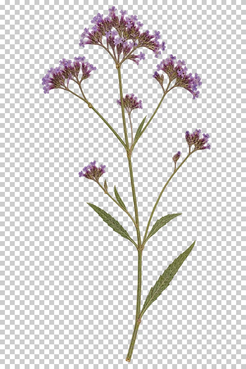 A pressed tall verbena sprig with airy branching stems, small purple flower clusters and narrow toothed leaves.